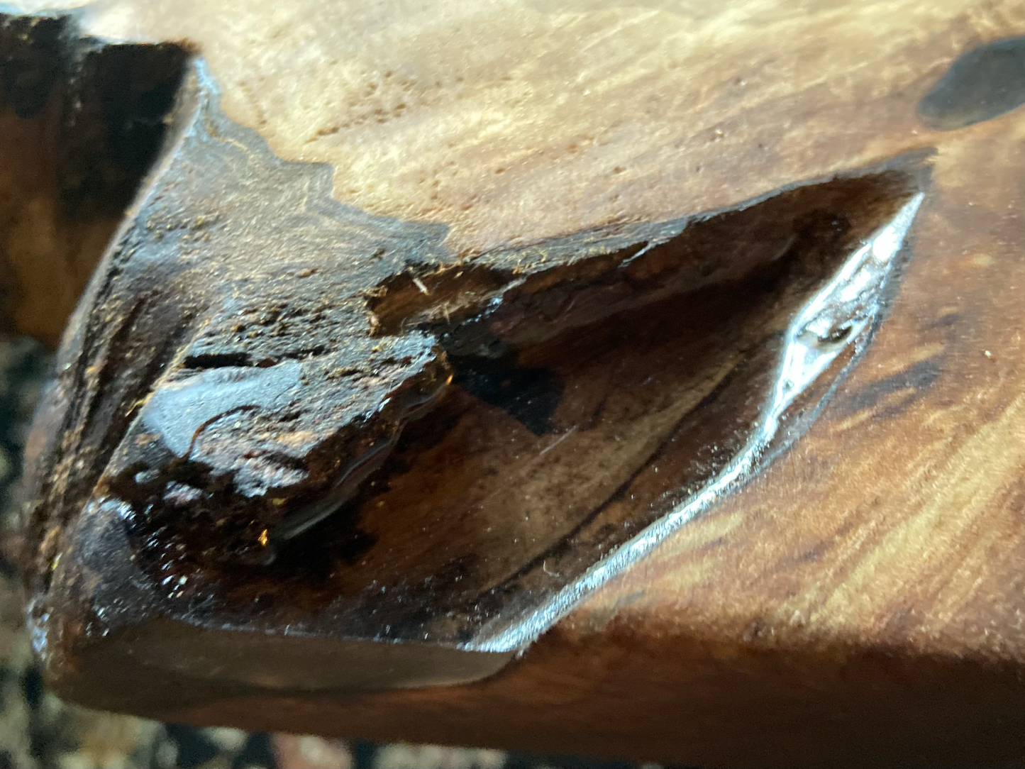 Forked Live Edge Walnut Wood Coffee Table|Rustic Wood Table|Natural Live Edge Black Walnut Sofa Table|Live Edge Rustic Walnut Table|Organic
