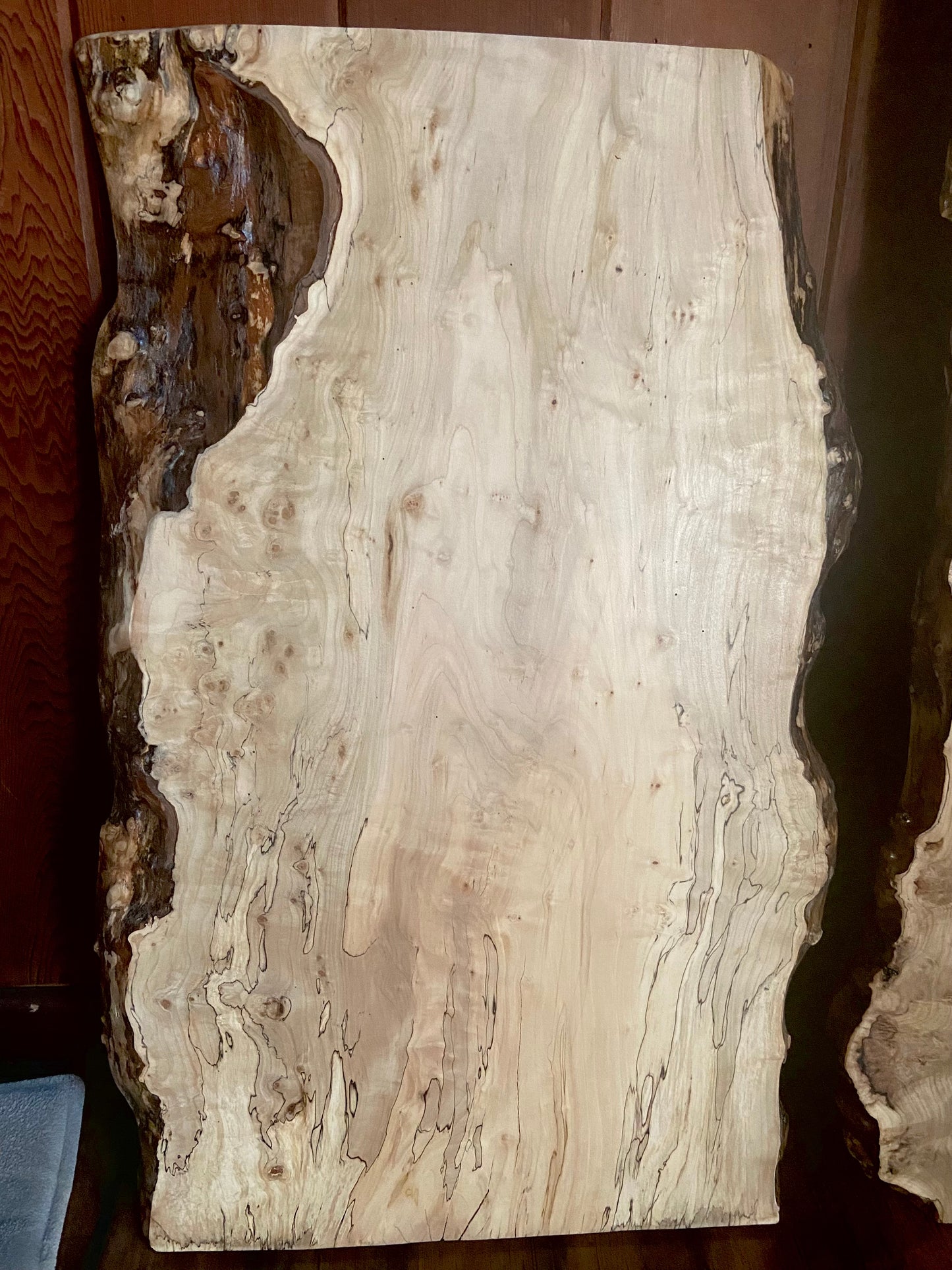 rustic rugged spalted maple live edge coffee table unique spalted maple coffee table spalted maple slab with burls