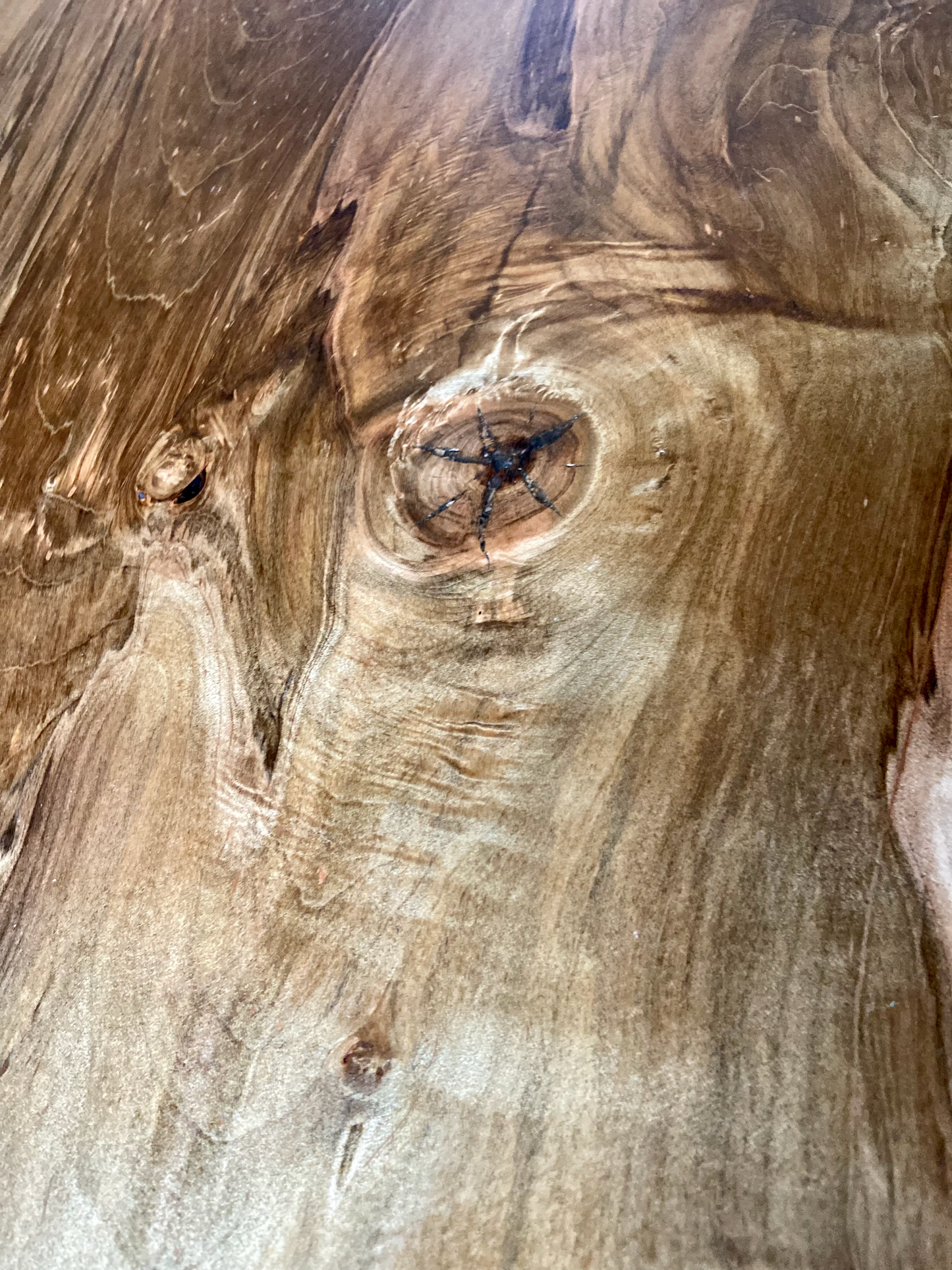 Figure Grade Live Edge Ambrosia Maple Coffee Table, Live Edge Wormy Maple Coffee Table, Live Edge Curly Maple Table, Natural Live Edge Table
