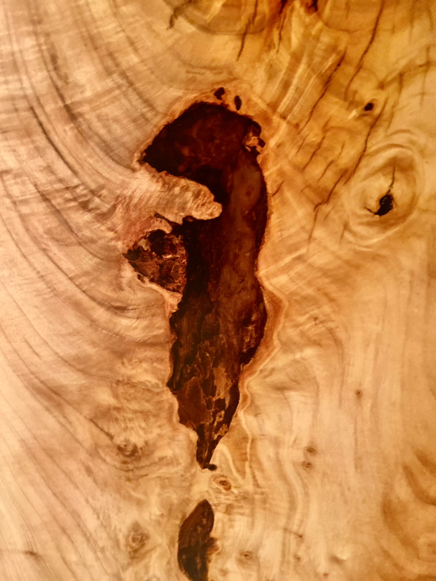 Contemporary Ambrosia Maple Table