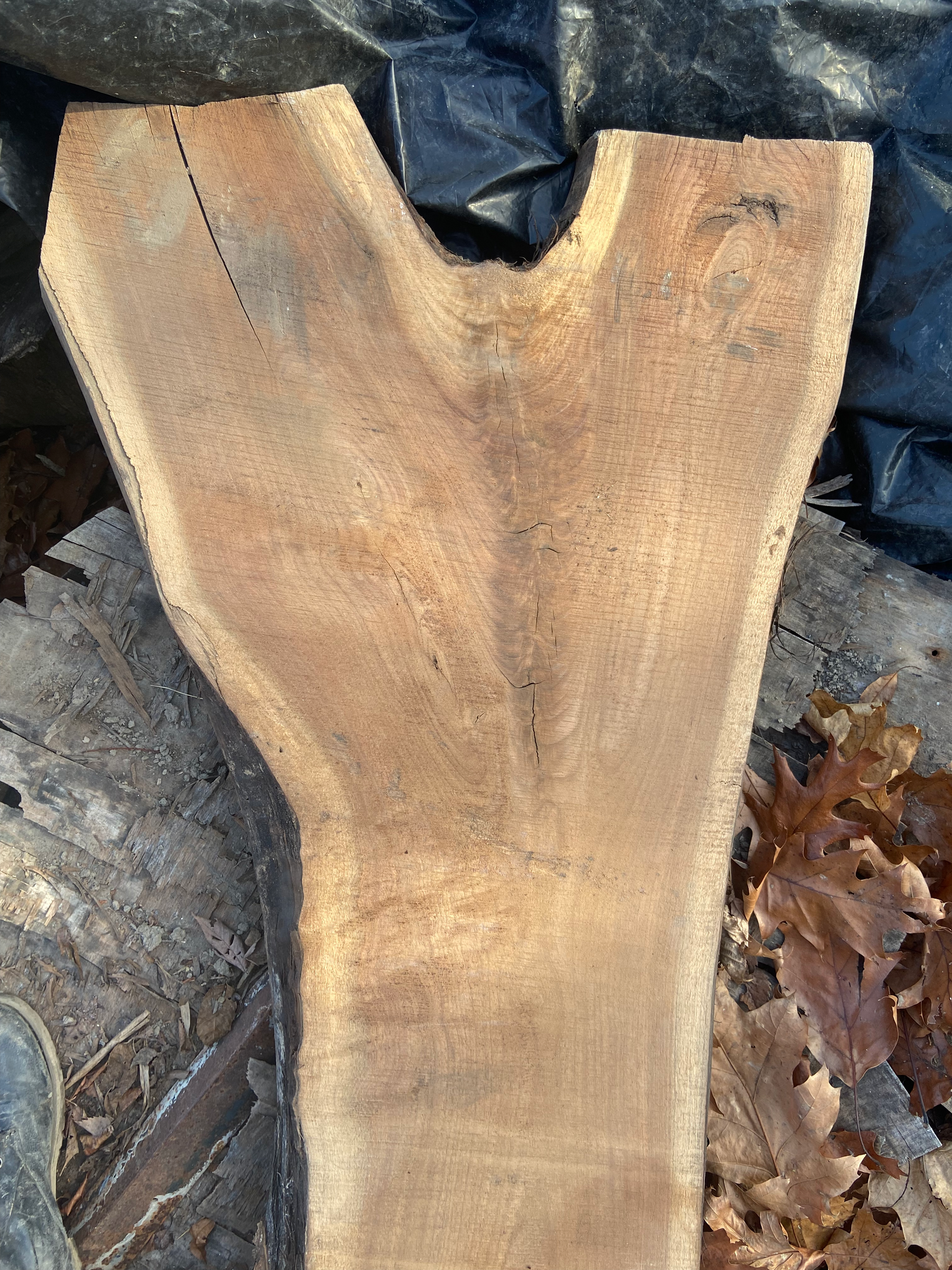 Forked and Fiddleback Long Walnut Coffee Table